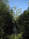 SX24022 Biesbosch.jpg